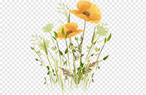 Полевые цветы на прозрачном фоне