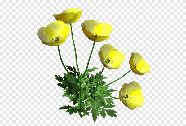 Лютик на прозрачном фоне