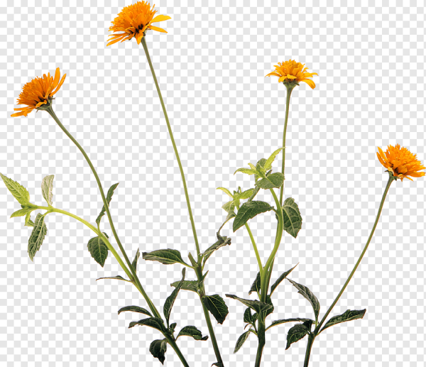 Луговые цветы на белом фоне