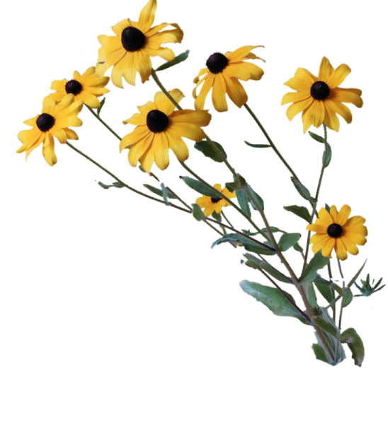 Полевые цветы на прозрачном фоне