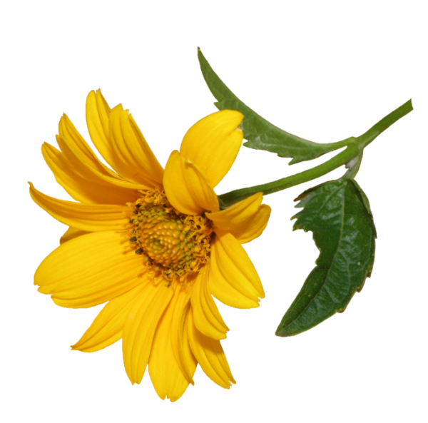 Желтые растения на белом фоне