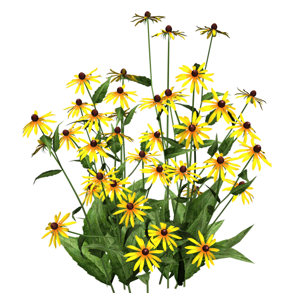 Многолетние цветы на прозрачном фоне