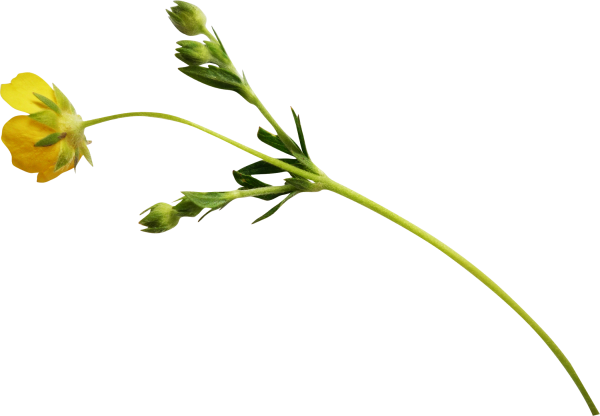 Стебли растений для фотошопа