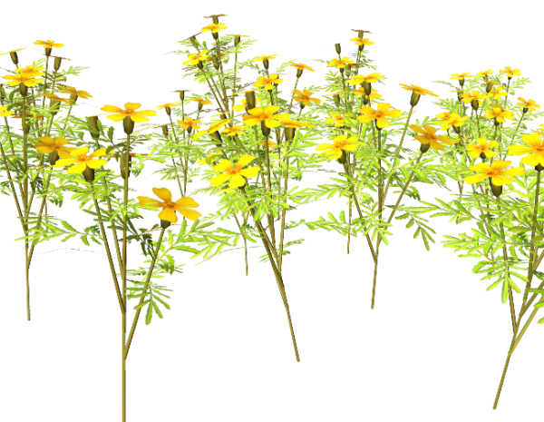 Полевые цветы на прозрачном фоне