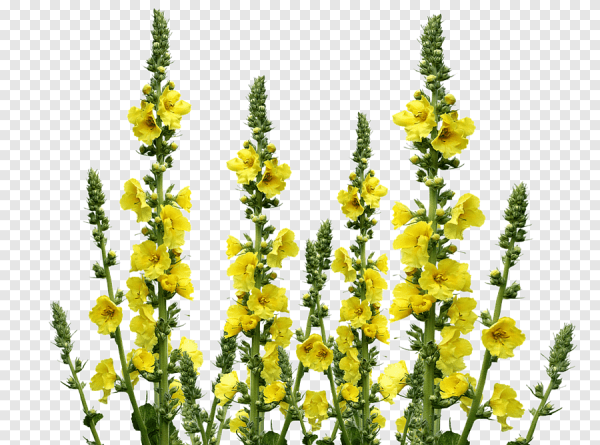 Донник шалфей Лилия Лютик