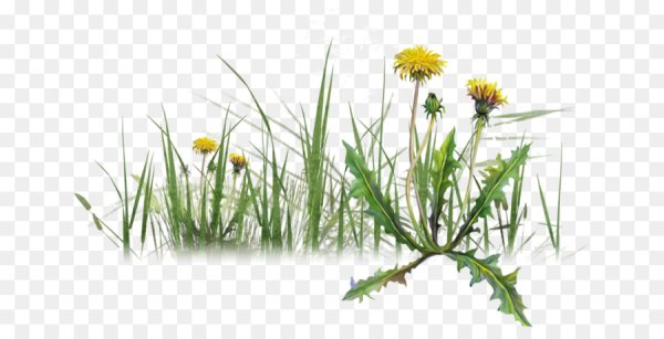 Луговые травы на прозрачном фоне
