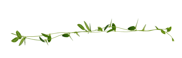 Веточка зелени на белом фоне