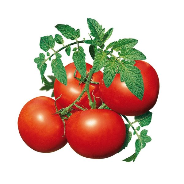 Томат Капитан f1
