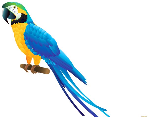 Попугай ара на белом фоне