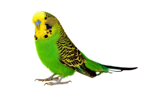 Bullyland волнистый попугай 69381