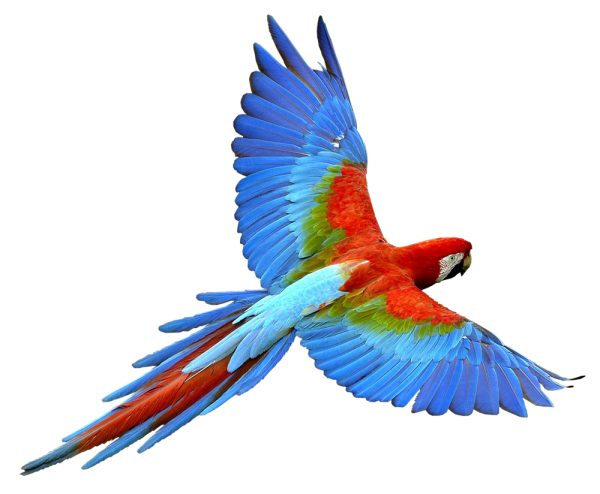 Экзотические птицы на белом фоне