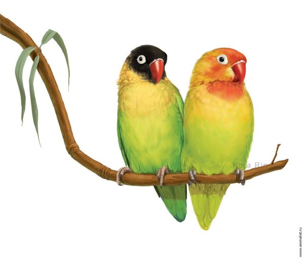 Попугаи неразлучники на белом фоне