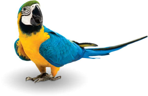 Попугай на белом фоне