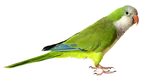 Зеленый попугай PNG