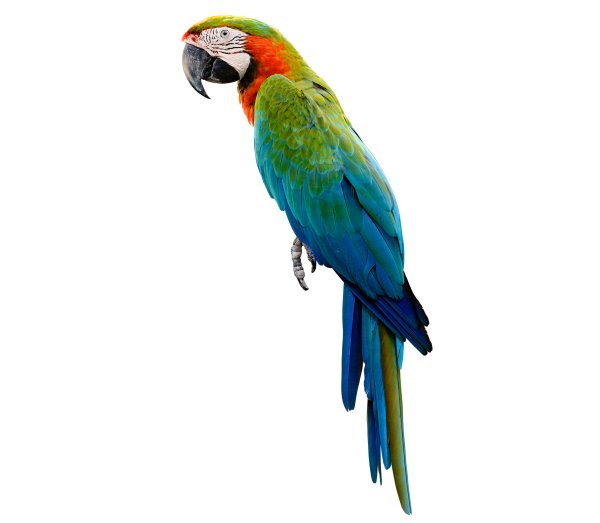 Parrotlet попугай