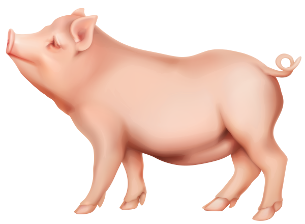 Свинья на белом фоне