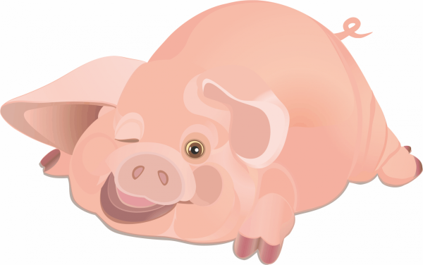 Поросенок на белом фоне