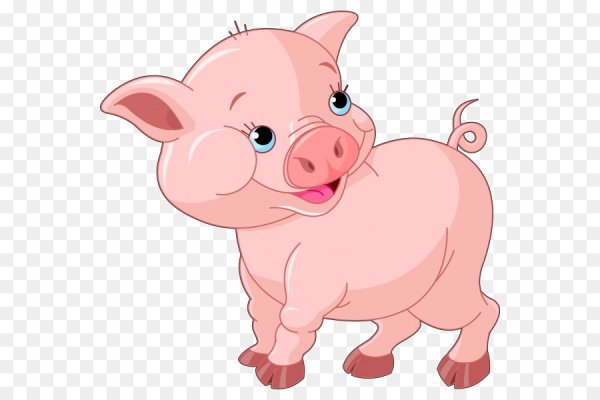 Свинья на белом фоне