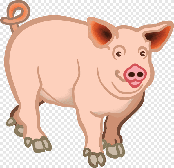 Свинья на белом фоне