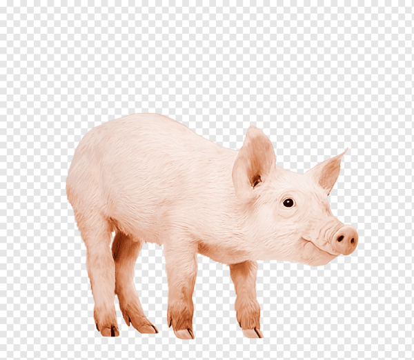 Поросенок без фона