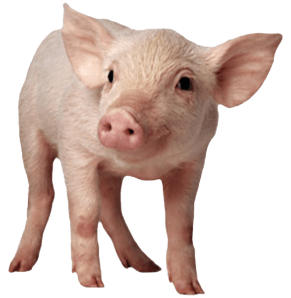 Свинья на белом фоне