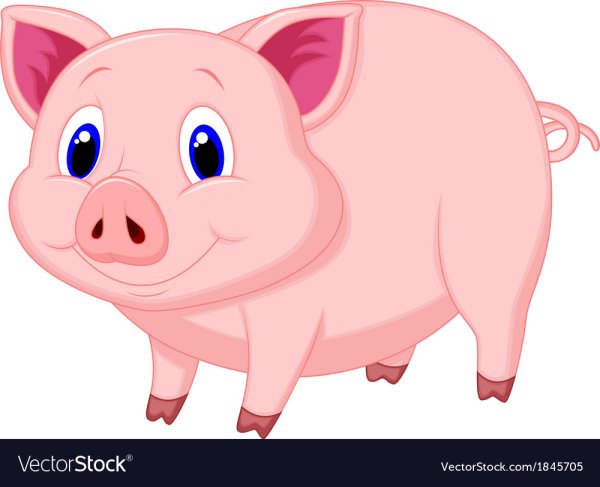 Свинья на белом фоне картинки