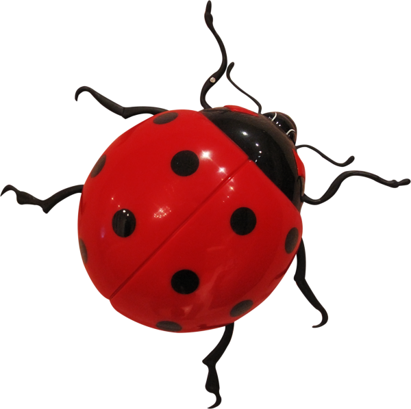 Бодья коровкана белом фоне