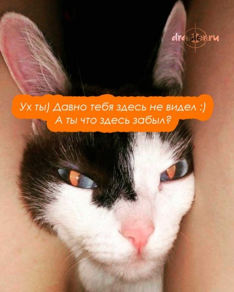 Ты тут картинки