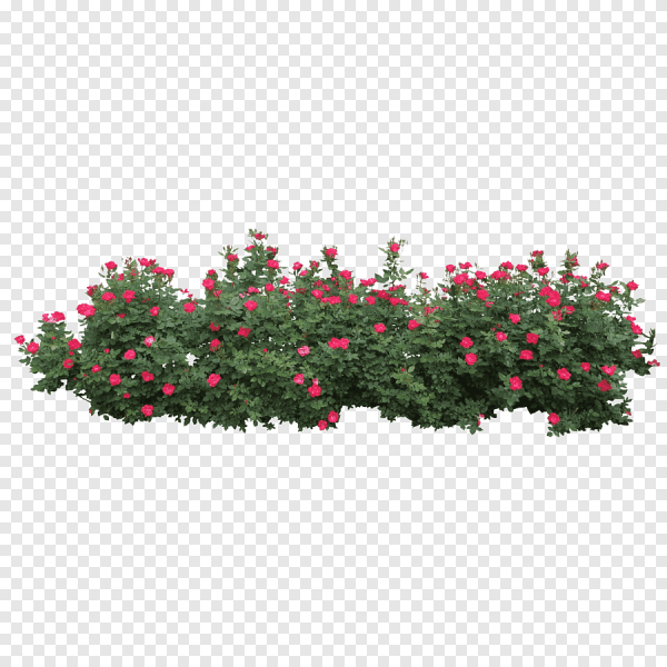 Куст на прозрачном фоне