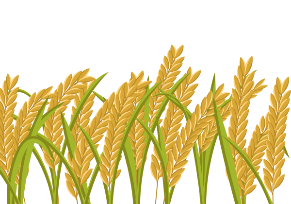 Векторные колоски пшеницы
