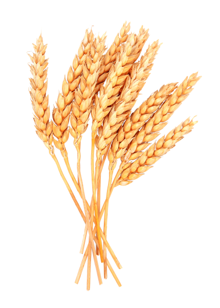 Колосок пшеницы пшеничный колосок