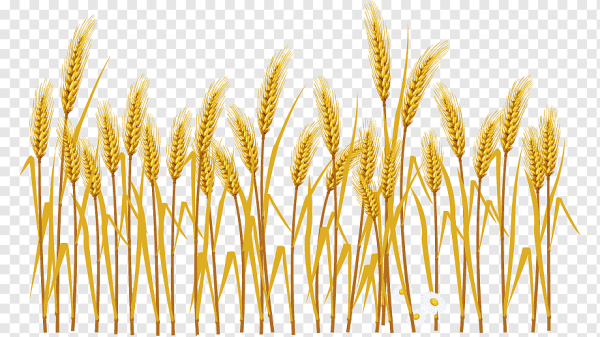 Колос клипарт на прозрачном фоне