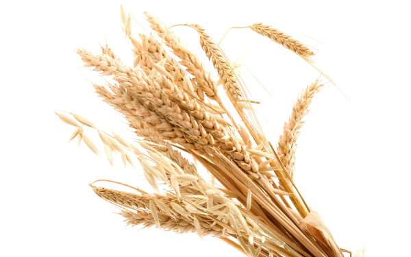 Пшеница на белом фоне