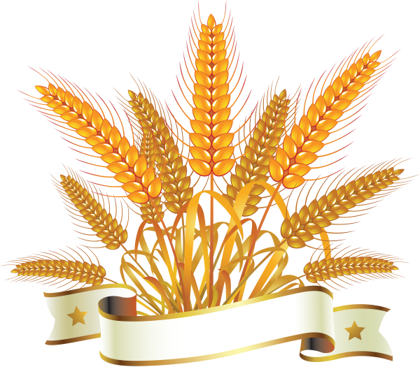 Колосья пшеницы вектор