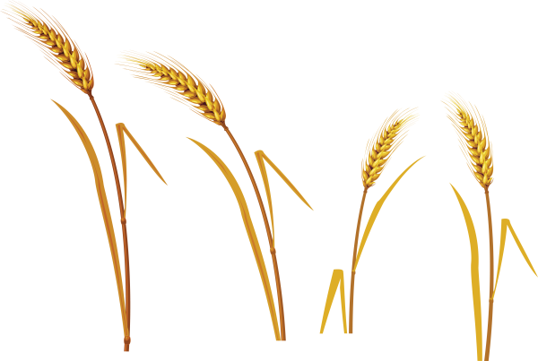 Колосок пшеницы пшеничный колосок