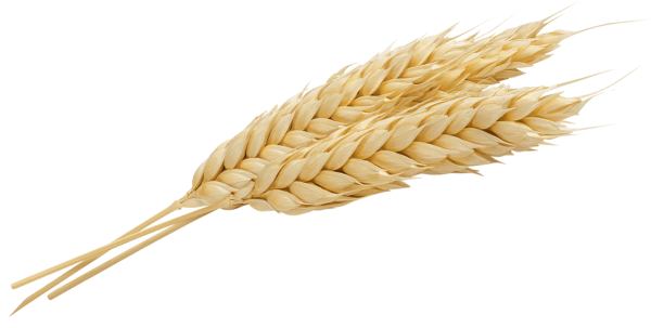 Колосья пшеницы