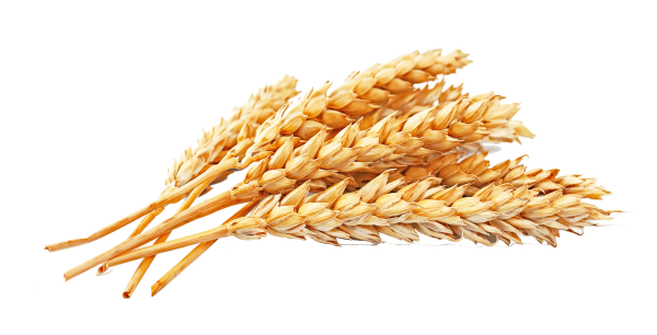 Колосья пшеницы