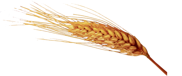 Солод колосья