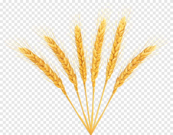Колосья пшеницы