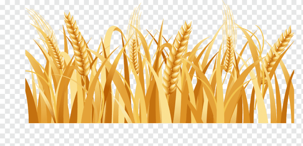 Wheat Barley вектор