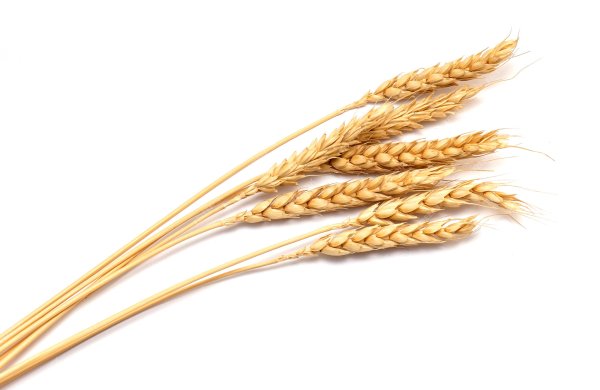 Пшеница 1 на белом фоне