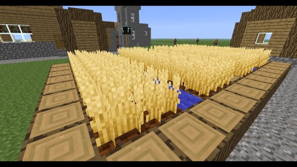 Выросшая пшеница в МАЙНКРАФТЕ