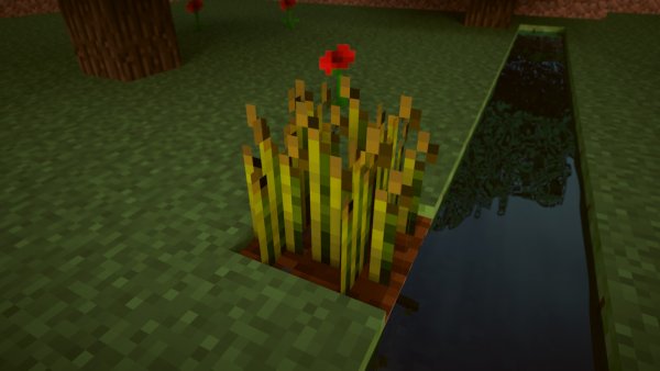 Блок пшеницы