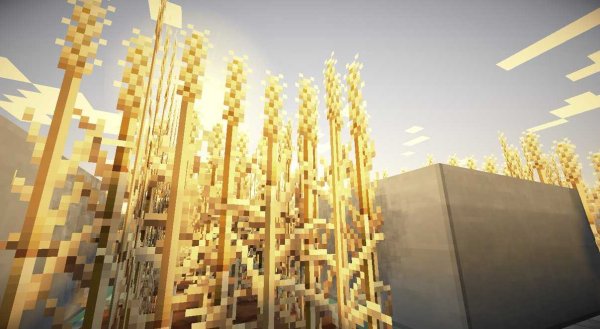 Пшеница из мацнркеафта