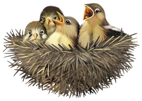 Птенчик на белом фоне