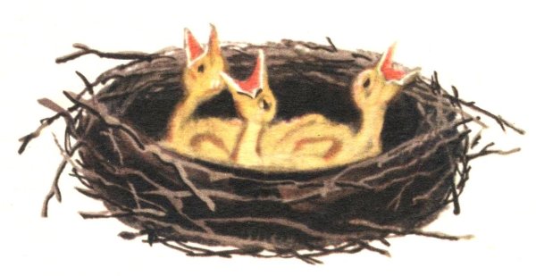 Птенец сидит в гнезде