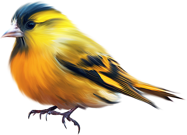 Красивые птицы на белом фоне