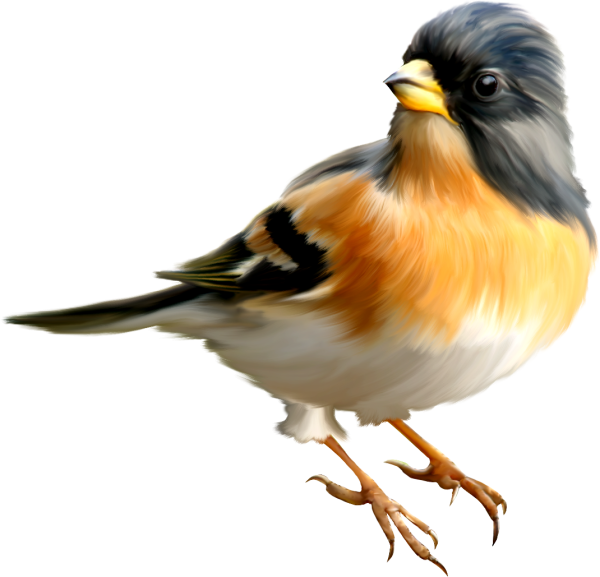 Птичкина прозрачном фоен