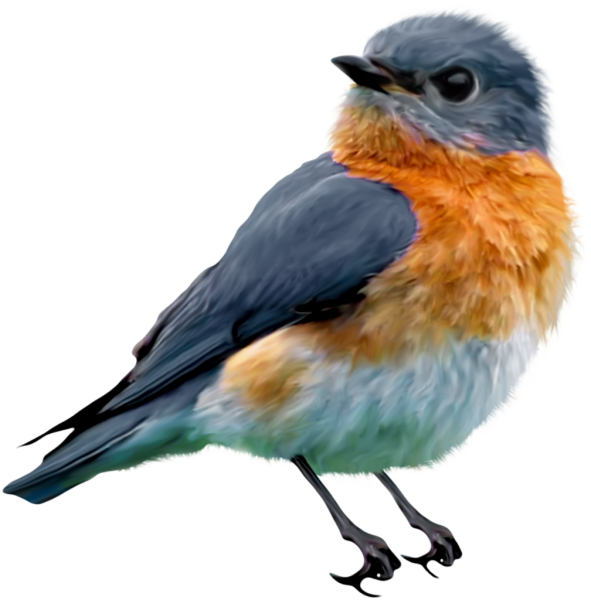 Птицы на прозрачном фоне