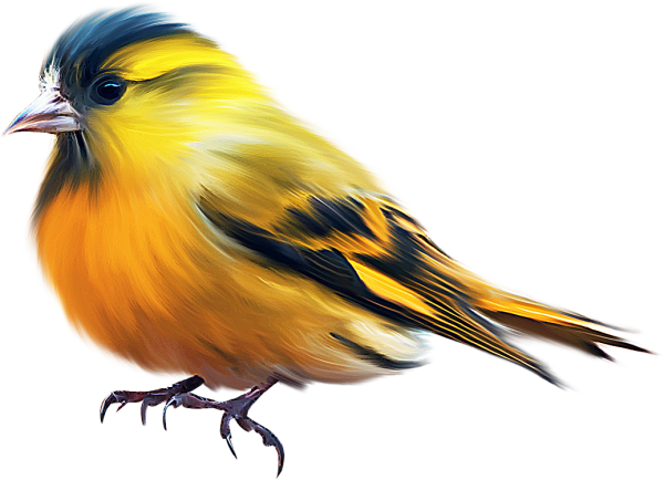 Птица на белом фоне